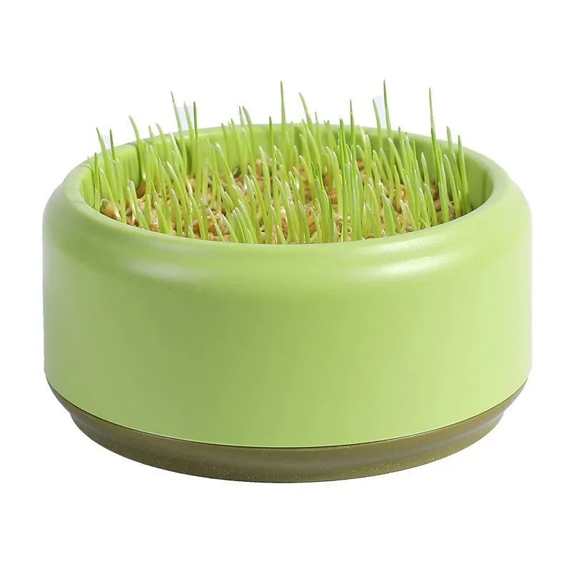 Blue, green, and yellow soilless hydroponic cat grass growing kits with seed packets