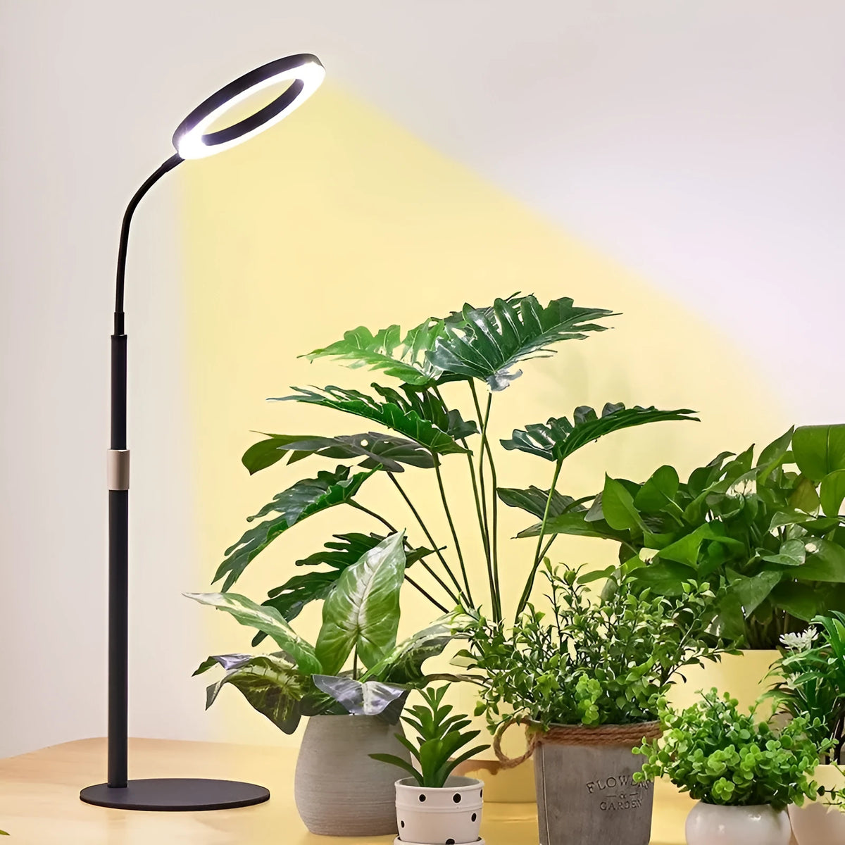A white 6-inch angel ring floor plant grow light with a retractable stand extended, showing its circular LED array for indoor use.
