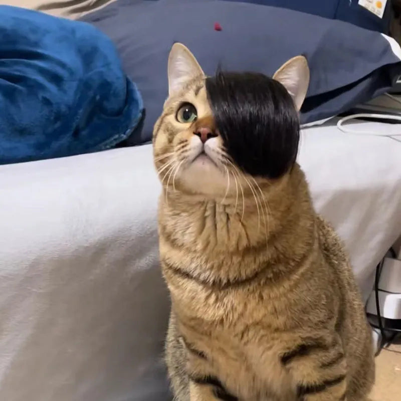 Black cat wig with fox ears and imitation braid for pet dress-up