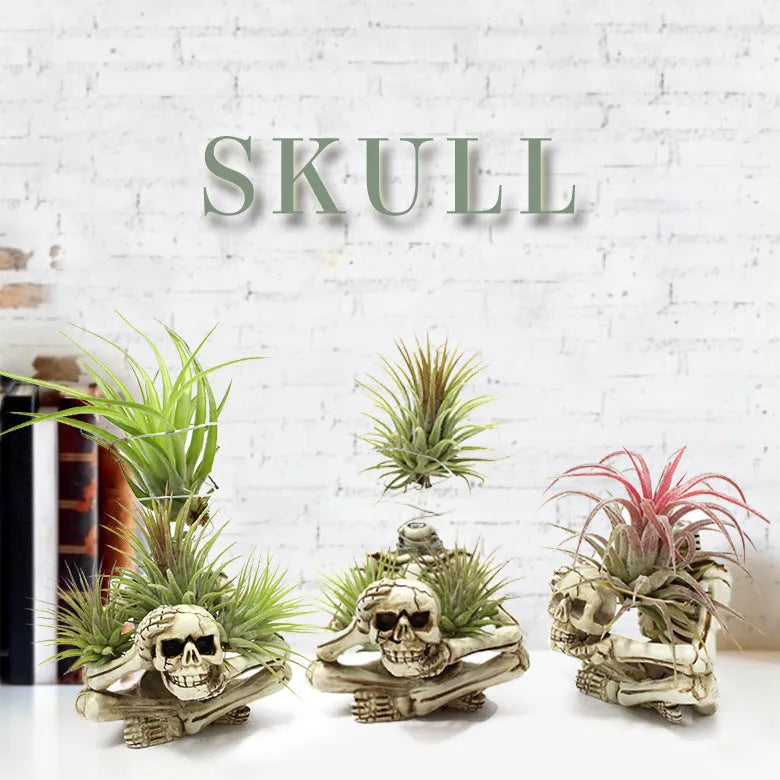 Gothic skull resin bracket for Tillandsia air plants measuring 12.5cm tall