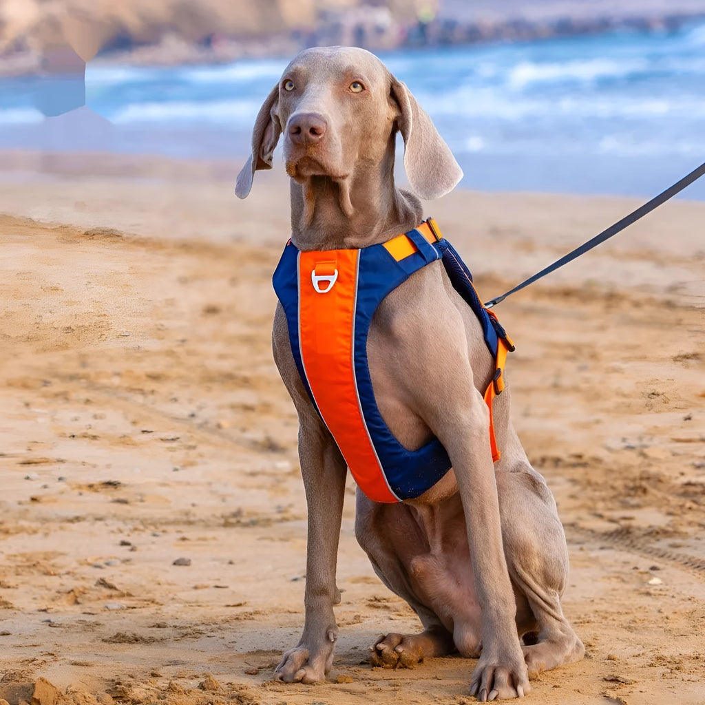 Dog wearing orange blue vest harness with chest and back attachment rings