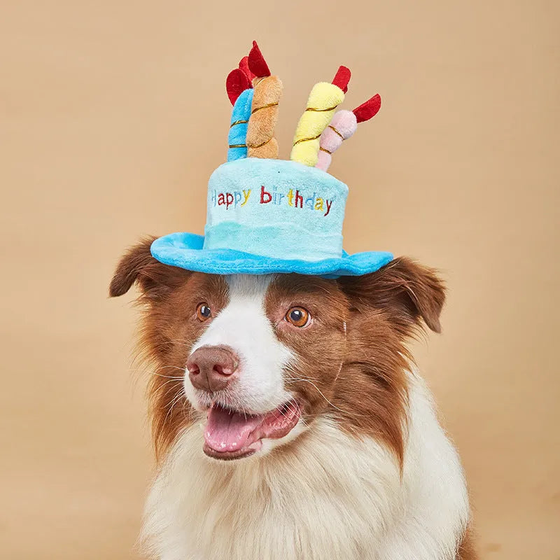 Blue and pink dog birthday hat for toy dogs measuring 21cm wide