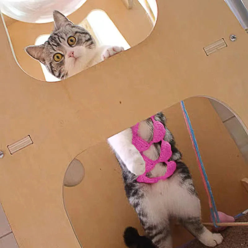 Cat wearing colourful bikini costume set for Halloween or party events