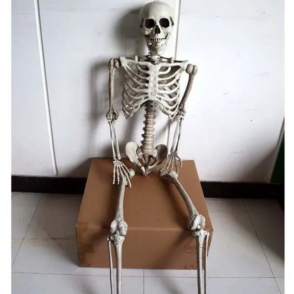 170 cm tall plastic skeleton prop with detailed human skull for Halloween or display