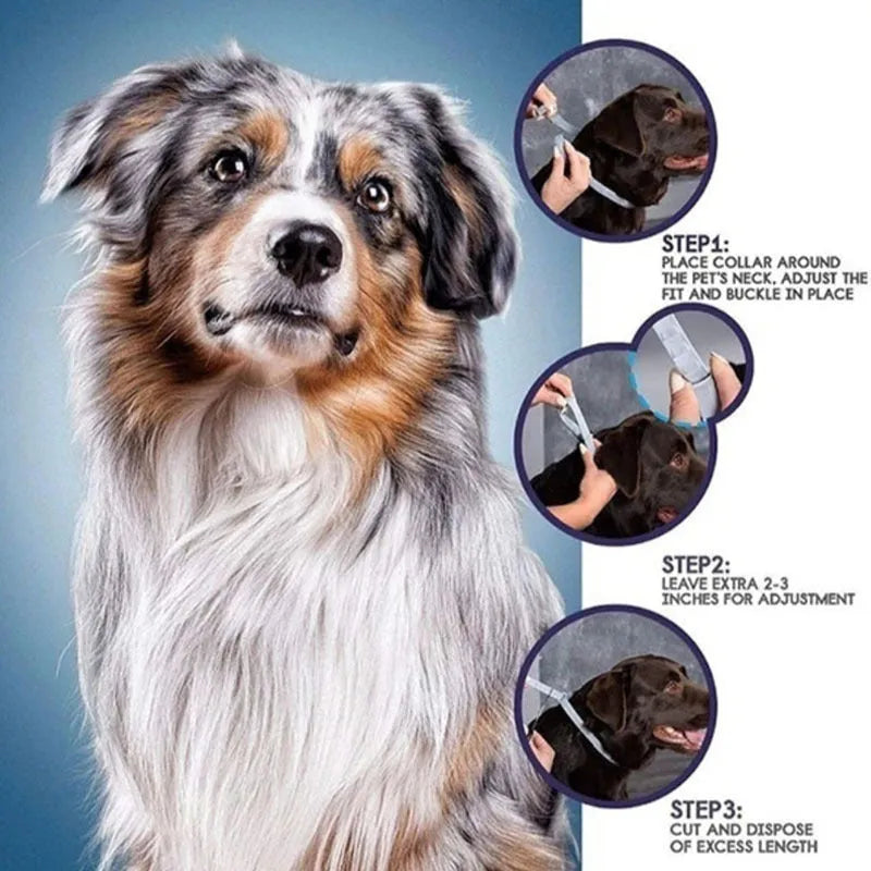 Rainbow coloured plastic flea collar for pets shown in cat and dog style options.