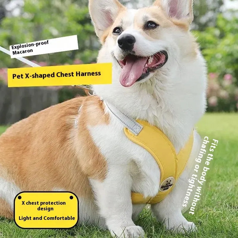 Polyester dog vest and rope leash set in blue, green, pink, or yellow colours