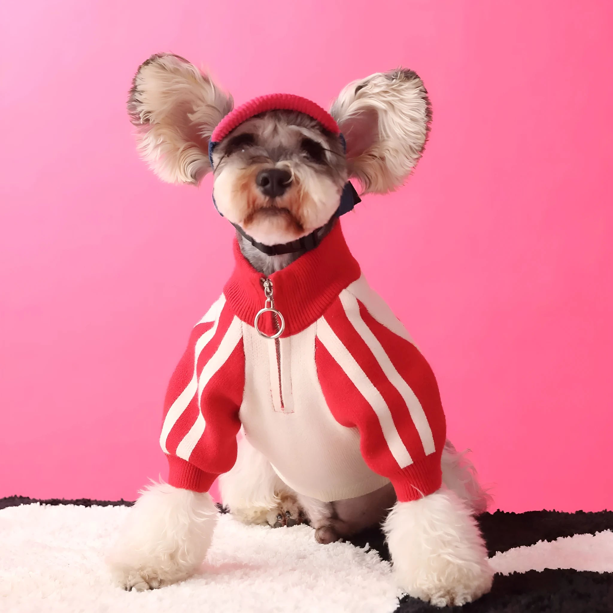 Red puppy dog wearing wool sports cardigan sweater pet clothing
