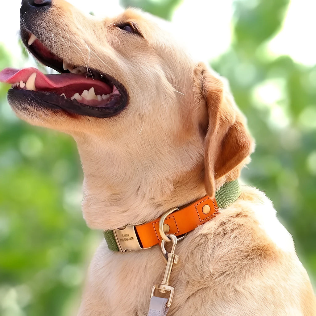 Small dog mohair collar and leash set in green with contrasting lettering