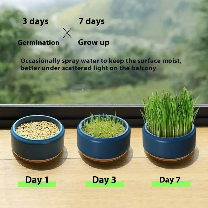 Blue, green, and yellow soilless hydroponic cat grass growing kits with seed packets