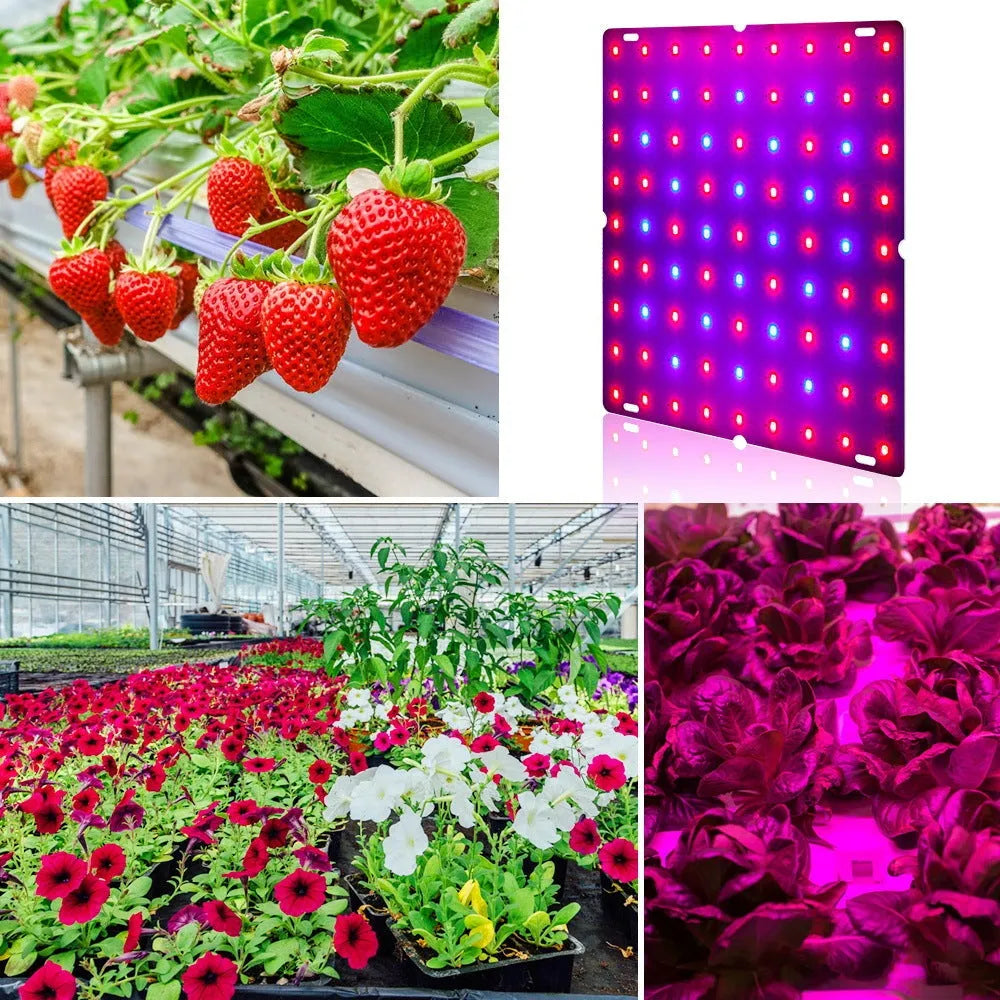 D-section bare board LED plant light with aluminum housing for indoor fruit and vegetable growing