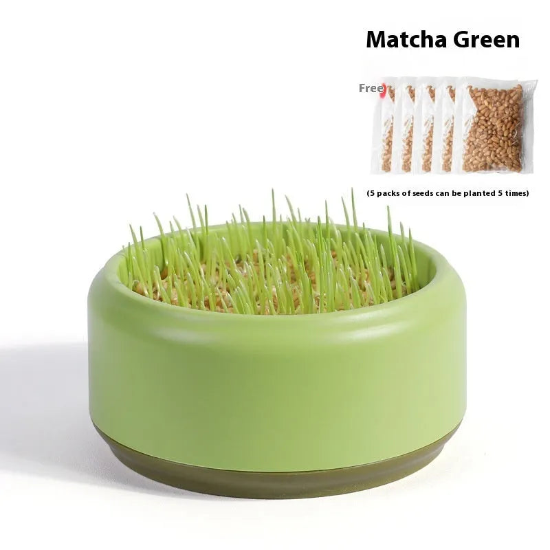 Blue, green, and yellow soilless hydroponic cat grass growing kits with seed packets