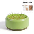 Blue, green, and yellow soilless hydroponic cat grass growing kits with seed packets