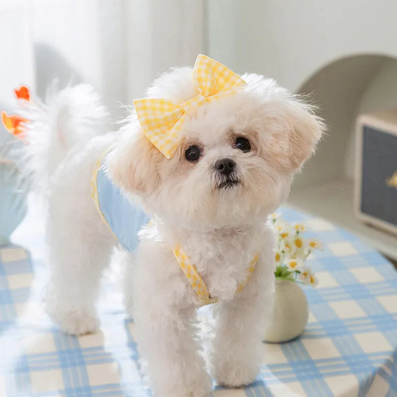 Small dog wearing a blue elastic vest with a heart texture pattern and bow suspenders.